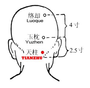 Heaven here means "upper". The cervical spine was called "zhugu" (pillar bone} in ancient times and tianzhu is lateral to it.
