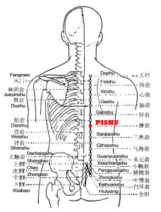 Pishu is the place where the Qi of the spleen infuses into the back.