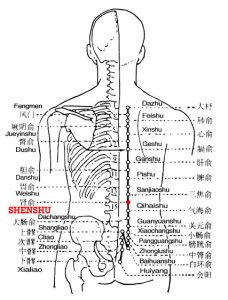 Shenshu is the place where the Qi of the kidney infuses into the back.