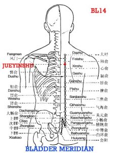 Jueyinshu BL14 lies 1.5 cun lateral to Governor Vessel, at the level of the lower border of the spinous process of the fourth thoracic vertebra.