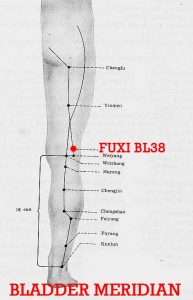 With the knee slightly flexed, Fuxi lies 1 cun above Weiyang (BL39) on the medial side of the tendon of biceps femoris. 