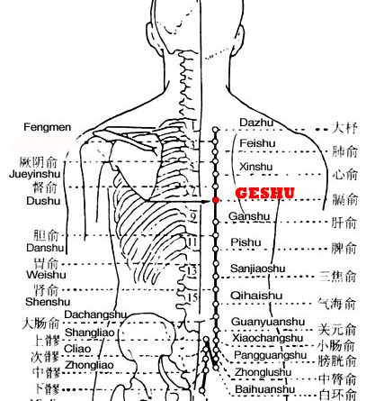 Geshu is the place where the Qi of the diaphragm is infused into the back.