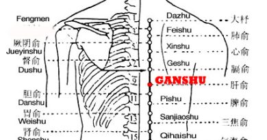 Ganshu is the place where the Qi of the liver is infused into the back.