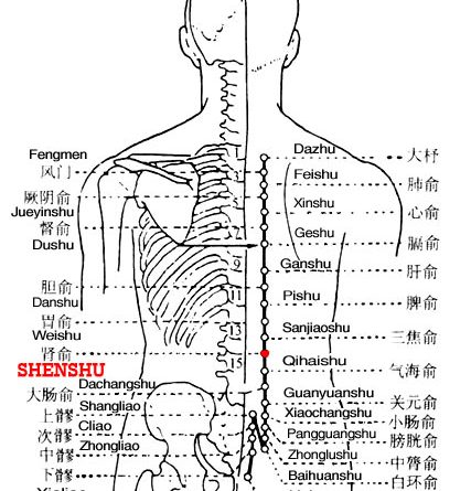 Shenshu is the place where the Qi of the kidney infuses into the back.